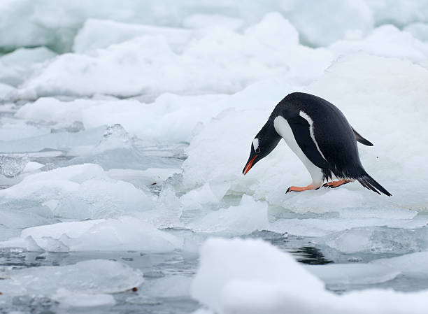 istock Gentoo penguin standing on an ice floe in Antarctica 626851712