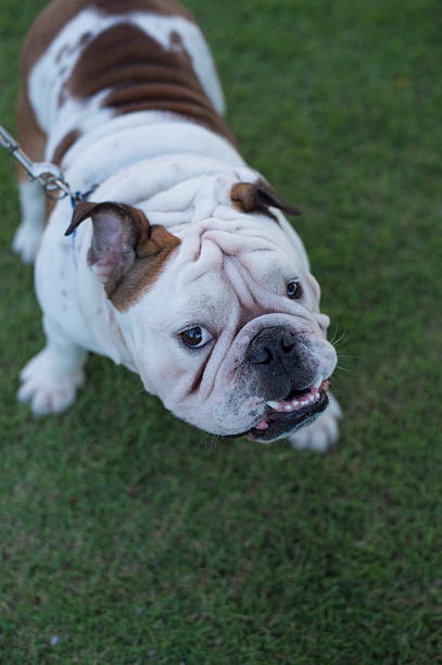 istock English bulldog close-up 626852432