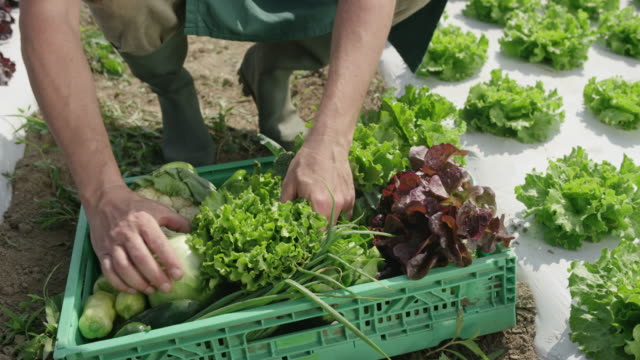 Farmer in the field filling a crate with produce