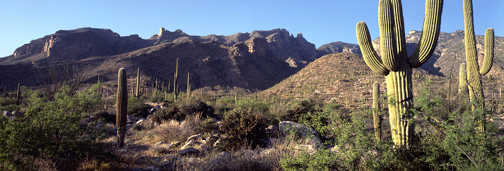 Panorama of saguaro with morning light in Santa Catalina Mountains, Tucson, Arizona, USA.