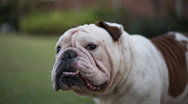 istock Head of English bulldog. 626853392