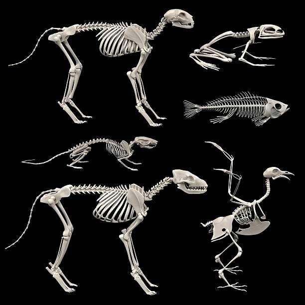 скелеты животных - animal skull animal bone anatomy animal стоковые фото и изображения