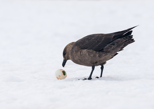 A South Polar Skua standing beside the scavenged egg of a gentoo penguin which it is eating. It is standing on snow covered ground on Cuverville Island Antarctica
