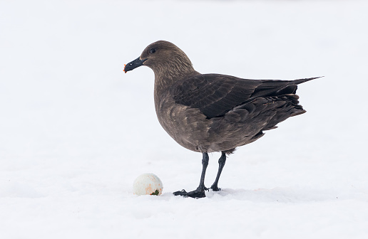 A South Polar Skua standing beside the scavenged egg of a gentoo penguin which it is eating. It is standing on snow covered ground on Cuverville Island Antarctica
