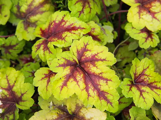 Heucherella 'Stoplight' - foamy bells