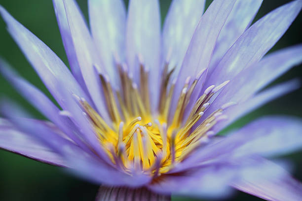 istock Lotus flower in close up 626854134
