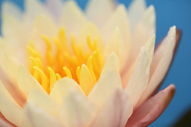 istock Lotus flower in close up 626854526