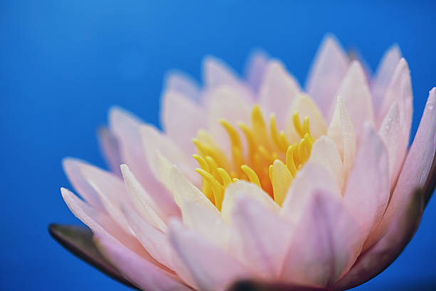 istock Lotus flower in close up 626854604
