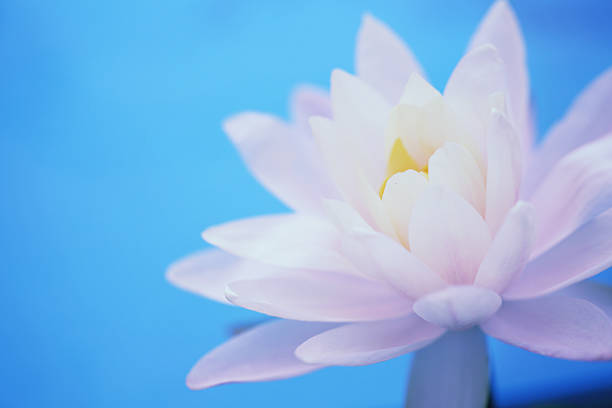 istock Lotus flower in close up 626855482