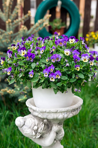istock Pansies planted in pots cheer garden in spring 626855536