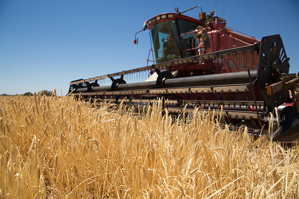 Wheat field being harvested stock photo