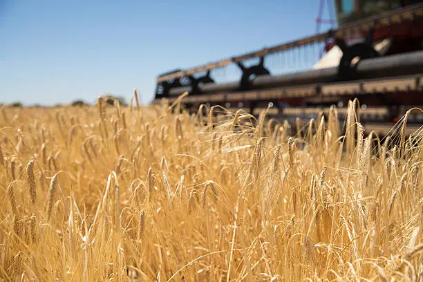 Wheat in a wheat field in Western Australia being harvested.  Agricultural industry in Australia.
