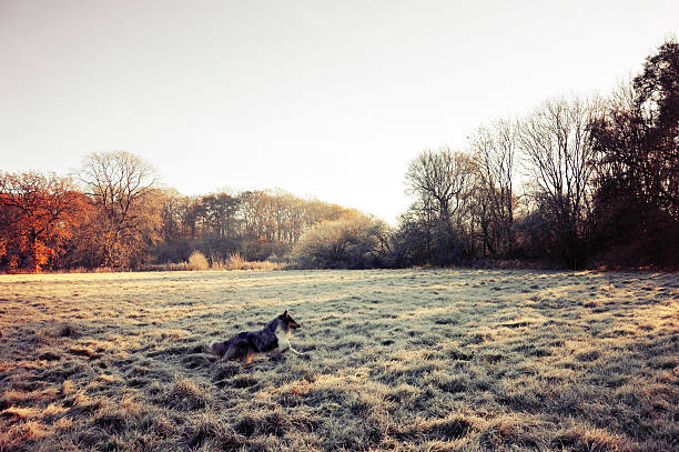 istock Dog running through wintery field 626857370