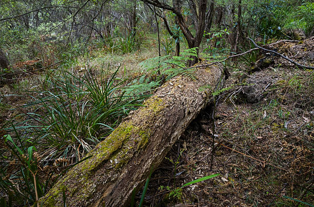 istock Fallen Eucalyptus Tree in the Australian bush 626857386