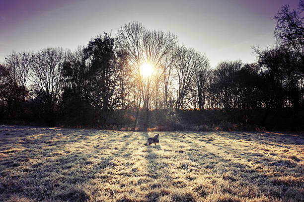 istock Dog running across field with sun beyond trees 626857440