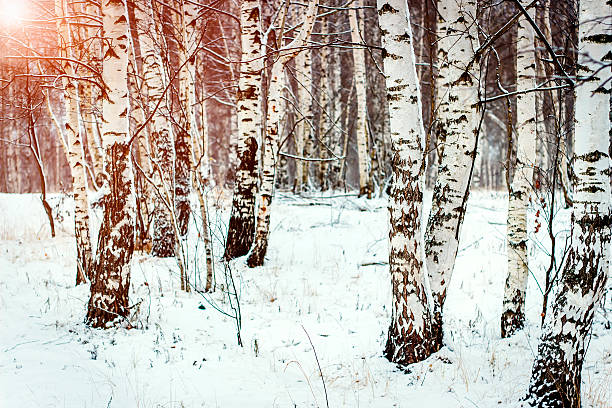 istock Winter landscape on a sunny day, snow  trees 626862250