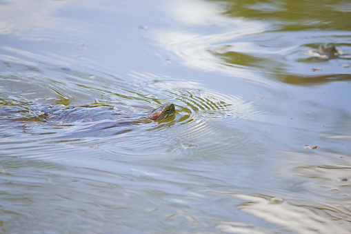 Closeup of a turtle swimming in the lake