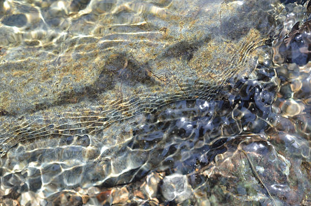 istock the bottom of a clear stream 626865994