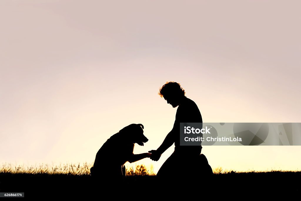 Silhouette of Man Shaking Hands with his Loyal Pet Dog A young man is sitting outside training his pet dog, and shaking hands on a summer evening, silhouetted by the sunset in the sky. Dog Stock Photo