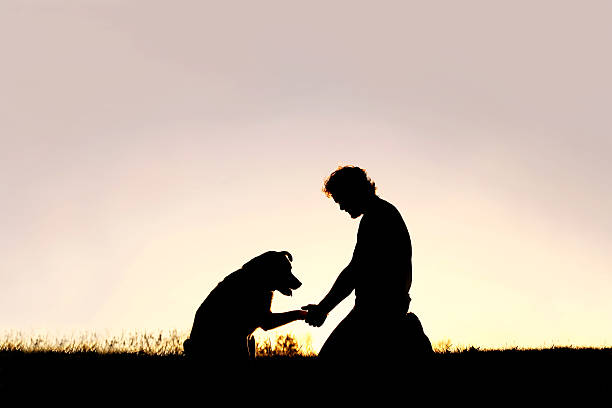 Silhouette of Man Shaking Hands with his Loyal Pet Dog A young man is sitting outside training his pet dog, and shaking hands on a summer evening, silhouetted by the sunset in the sky. collie photos stock pictures, royalty-free photos & images