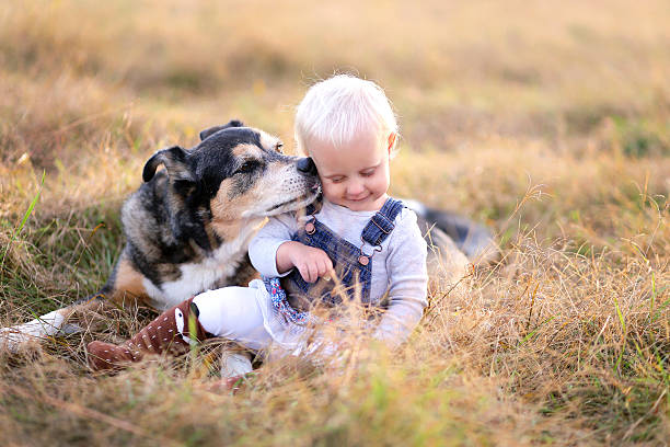 German Shepherd Miz Breed Dog Kissing Baby Girl on Cheek A German Shepherd mix breed dog is kissing his baby girl on the cheek as the relax outside at the golden hour on a fall evening. guard dog photos stock pictures, royalty-free photos & images