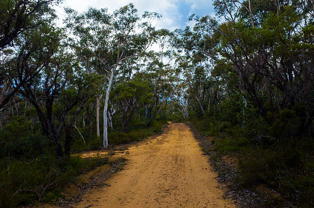 istock Dirt Track Leading Through a Forest of Eucalyptus trees 626867948