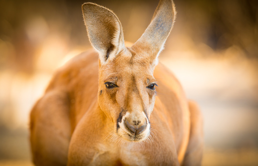 A large male red kangaroo from Central Australia.  Close up, head on.