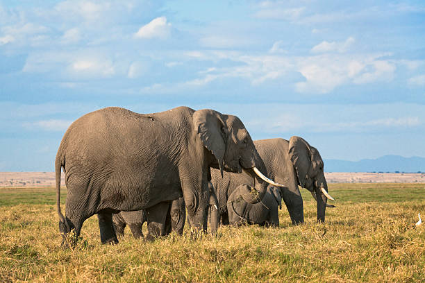istock Herd of African Bush Elephants 626868414