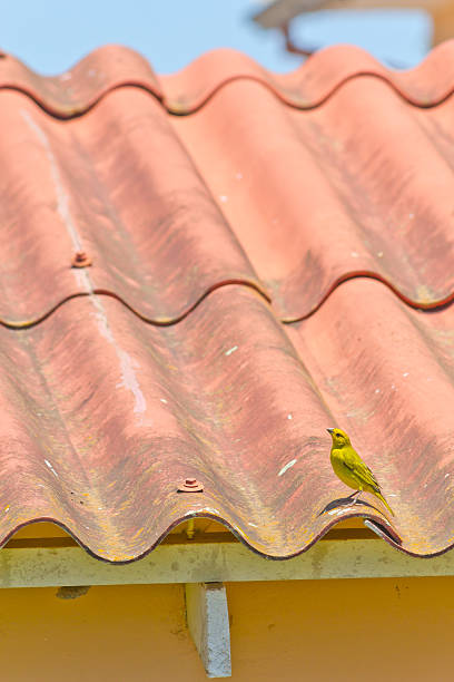 istock Bird resting over a red house roof 626873656