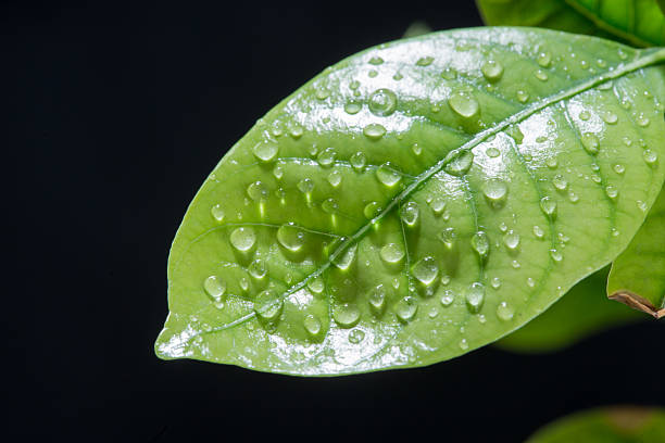 istock Green leaf with drops of water. black background 626874076