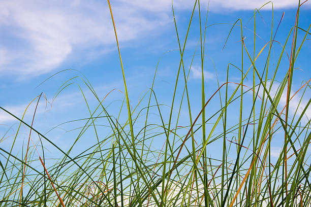 свежесть травы травы в сельской местности - long leaf grass blade of grass стоковые фото и изображения