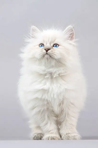 Photo of Portrait of Siberian kitten