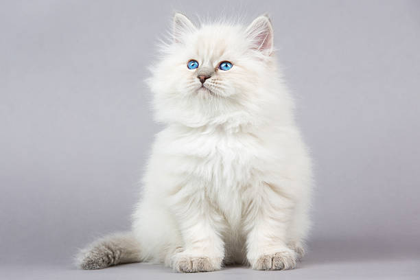 istock Portrait of Siberian kitten 626891024