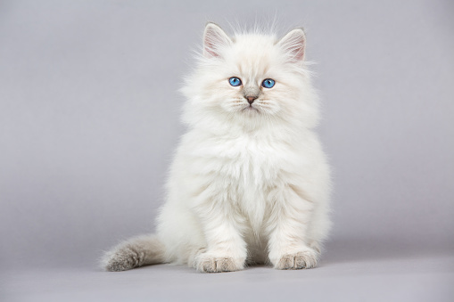 Portrait of Siberian kitten on a gray background