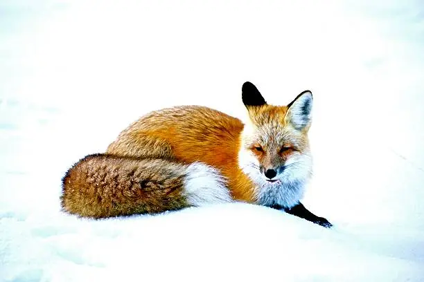 The first snow near Grand Teton National Park allowed for pristine hunting conditions for a pair of Red Fox near the highway. This young male takes a break and a quick snooze after eating a mouse he just recently dug up. 