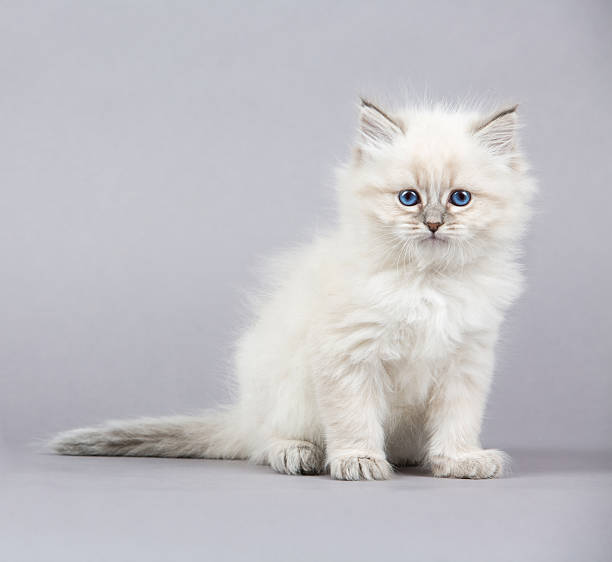 istock Portrait of Siberian kitten 626891664