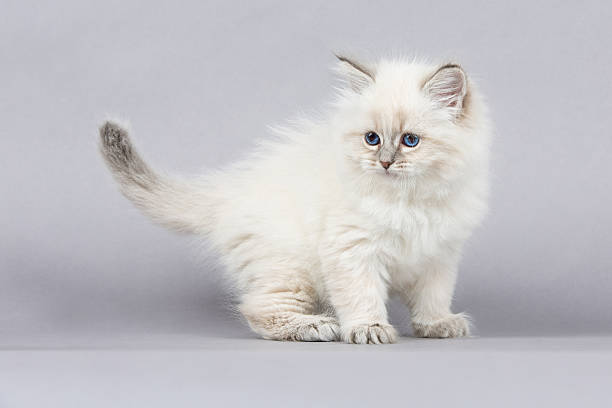 istock Portrait of Siberian kitten 626891696