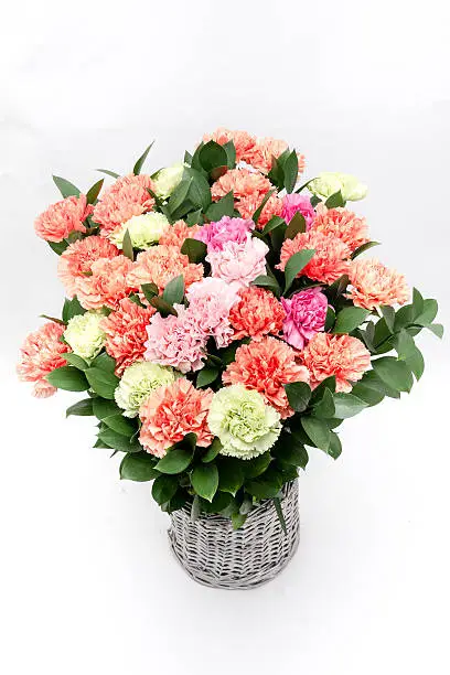 Beautiful blooming color carnations in a bucket on a white background.
