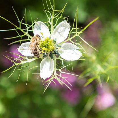 Bee working on a wonderful love-in-a-mist - very special flower