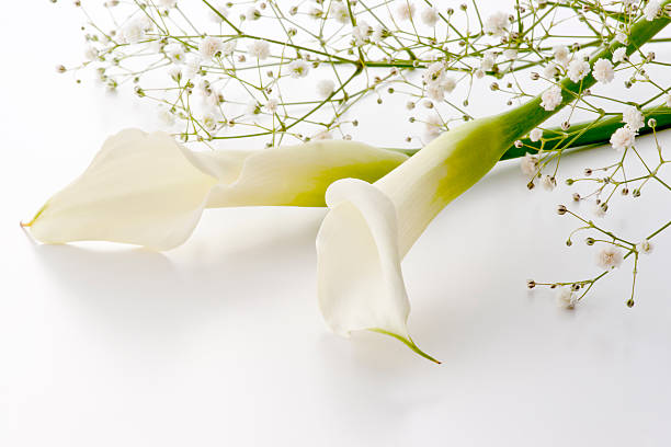 istock Calla lily and gypsophila on white background 626905996