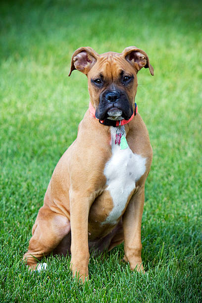 istock Pure Bred Female Boxer 626906016