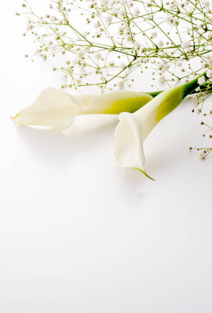 istock Calla lily and gypsophila on white background 626906028