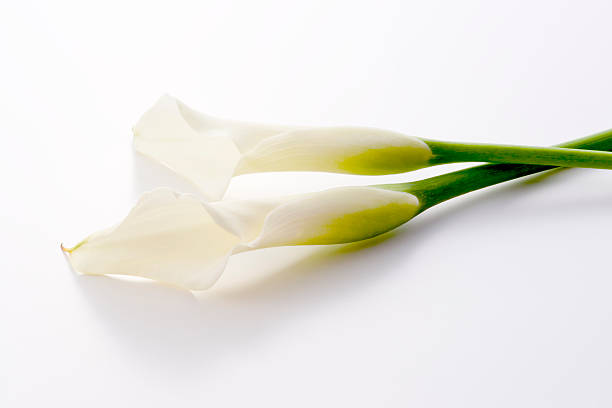 istock Calla lily and gypsophila on white background 626906060