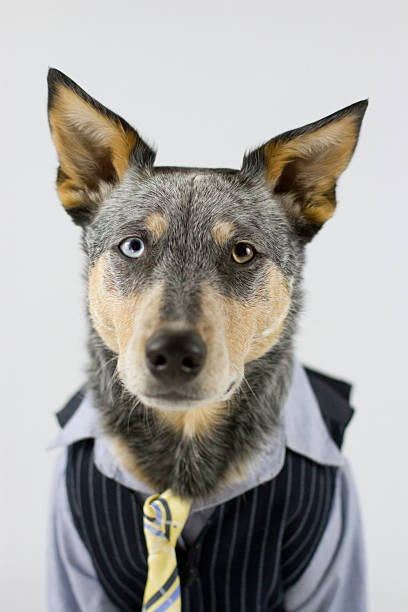 Dog in Business Suit with tie stock photo