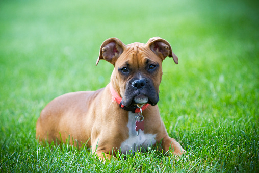 A purebred Boxer dog standing outdoors looking at camera at sunset with a bright sunbeam in the background