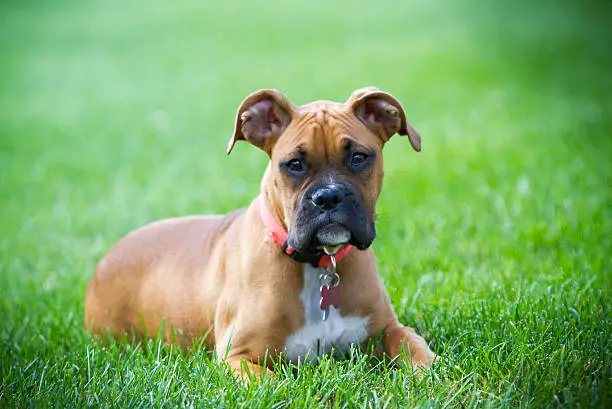 Photo of Pure Bred Boxer