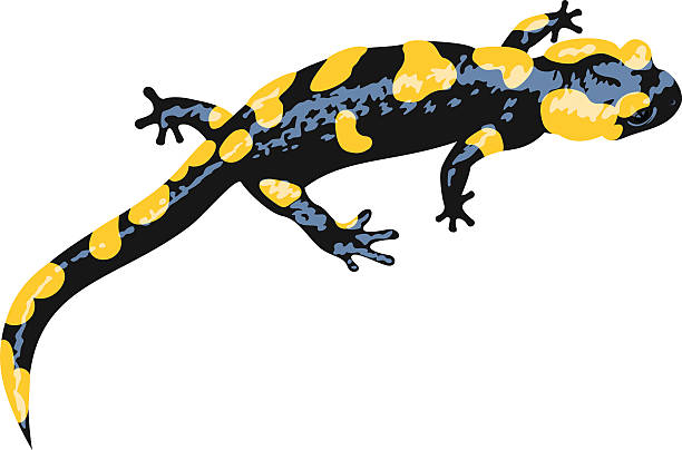 illustrations, cliparts, dessins animés et icônes de salamandre de feu eurodéenne vectorielle (salamandra salamandra) - salamandre