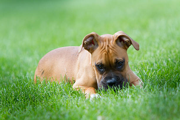 istock Pure Bred Female Boxer in the grass 626906598