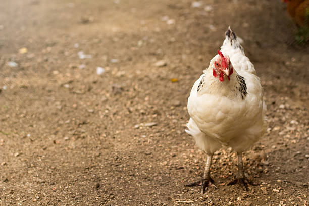 istock Organic chicken farm. Hen outside at springtime. 626907408