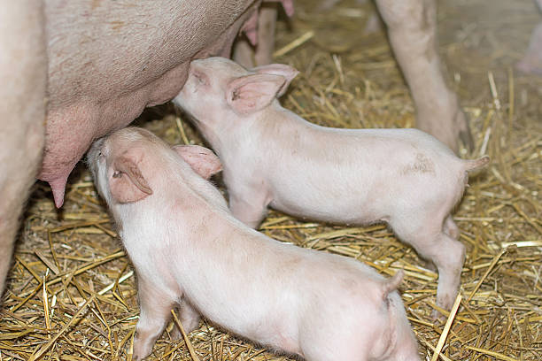istock Piglets feeding from mother pig. 626912312